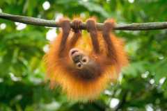 Orangutan Baby at Singapore Zoo